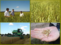 13:46 Красночетайский район: урожай зерна должен порадовать каждого сельчанина